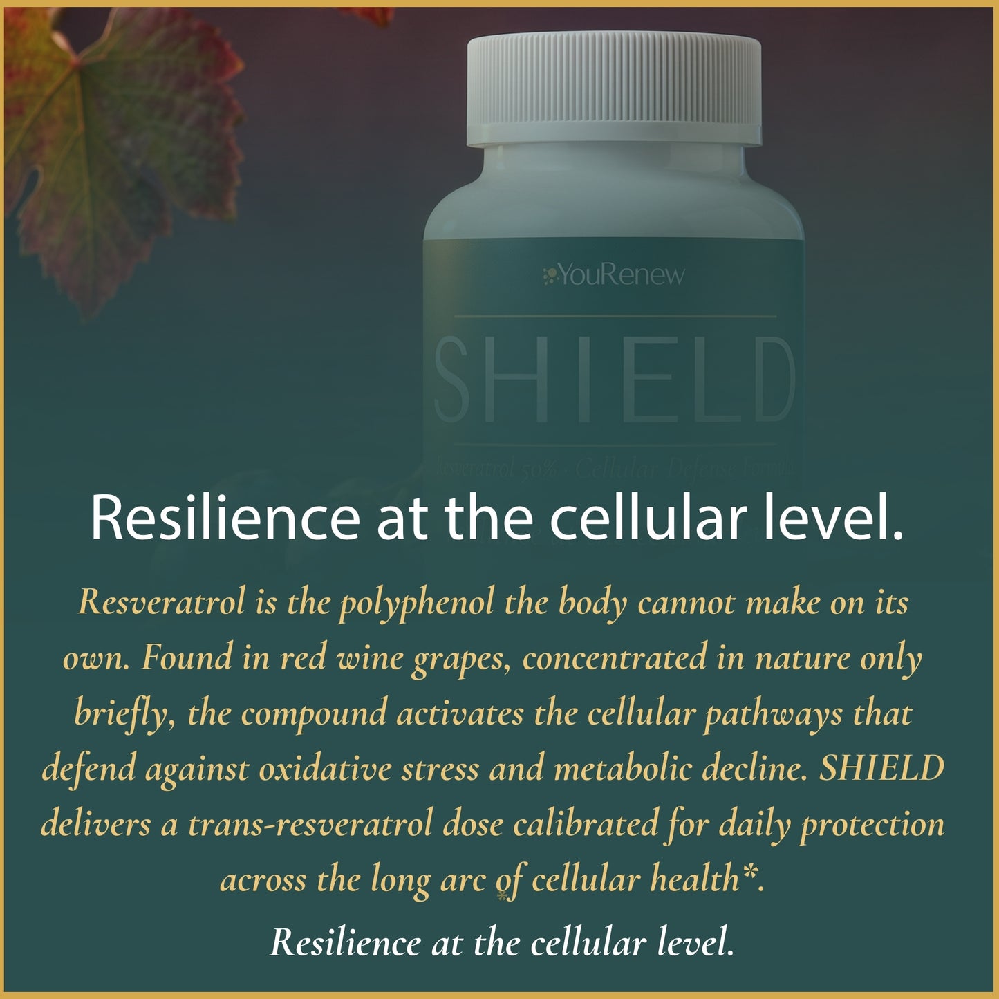 SHIELD — Resveratrol Cellular Defense Formula